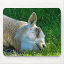 Search for funny sheep mouse mats Farm animals