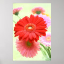 Search for gerber daisy posters Beautiful