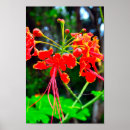 Search for native plants art Tree
