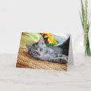 Search for lounge cards Cat