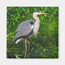 Search for heron magnets Wading bird