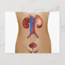 Search for large image postcards Human organs