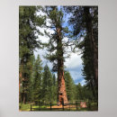 Search for big tree posters Pine