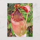 Search for carnivorous plants postcards Tropical