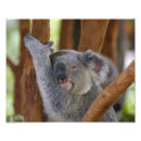 Search for cuddly art Animal