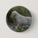 Search for dog coat badges 7 weeks
