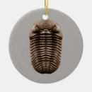 Search for fossil christmas tree decorations Science
