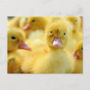 Search for baby ducklings postcards Animal