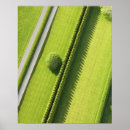 Search for hedge posters Green