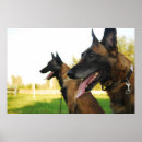 Search for malinois art Belgian