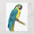 Search for macaws vertical postcards Bird