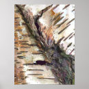 Search for birch bark posters Nature