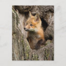 Search for baby fox postcards Cute animals
