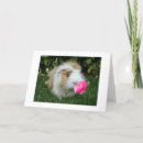 Search for gerbil photography Hamster