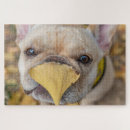 Search for bulldog puzzles Domestic animals