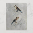 Search for aviary postcards Grey