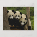 Search for giant sympathy cards Habitat loss