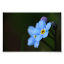 Search for nots art Forget me nots