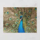 Search for blue box postcards Photography