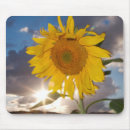 Search for hybrid mouse mats Bloom