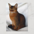 Search for abyssinian postcards Kittens