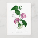 Search for glories postcards Botanical