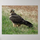 Search for hawk posters Nature photography