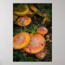 Search for agaric posters Amanita muscaria