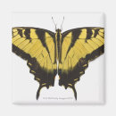 Search for swallowtail magnets Butterflies