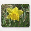 Search for planting daffodils electronics Flora