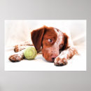 Search for brittany spaniel posters Puppy