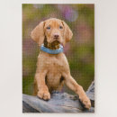 Search for vizsla dog puzzles Puppy