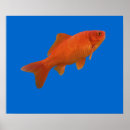Search for goldfish posters Water