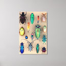 Search for beetles canvas prints Wildlife