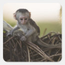 Search for small monkey stickers Primate