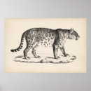 Search for leopards posters Wild animals