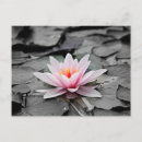 Search for aquatic postcards Pink