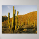 Search for catalina posters Landscape