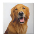 Search for golden retriever dog tiles Puppy