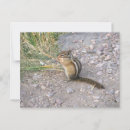 Search for chipmunk postcards Photography