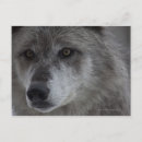 Search for grey headed postcards Nature