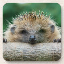 Search for hedgehogs coasters Nature