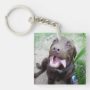 Search for chocolate labrador key rings Funny