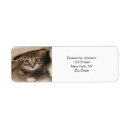 Search for kitten return address labels Modern