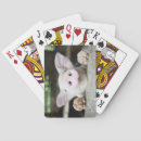 Search for baby pig playing cards Animal