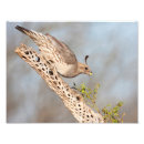 Search for desert bird posters Birding