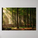 Search for deciduous forest posters Nature