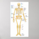Search for medical posters Bones