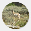 Search for pronghorn magnets Nature