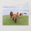 Search for shetland ponies postcards Pony